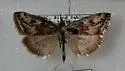 Loxostege commixtalis - Hodges#5016 - photo 4