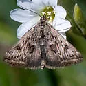 Loxostege commixtalis - Hodges#5016 - photo 5