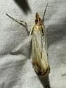 Loxostege egregialis - Hodges#5003