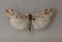 Loxostege egregialis - Hodges#5003 - photo 2
