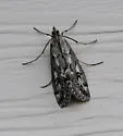 Loxostege indentalis - Hodges#4996 - photo 2