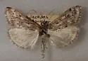 Loxostege indentalis - Hodges#4996 - photo 4