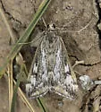 Loxostege indentalis - Hodges#4996 - photo 5