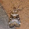 Loxostege kearfottalis - Hodges#4997 - Loxostege kearfottalis