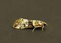 Loxostege kearfottalis - Hodges#4997 - photo 2