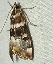 Loxostege kearfottalis - Hodges#4997 - photo 3