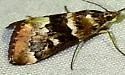 Loxostege kearfottalis - Hodges#4997 - photo 4