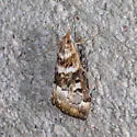 Loxostege kearfottalis - Hodges#4997 - photo 5