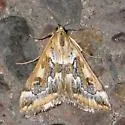Loxostege lepidalis - Hodges#4995 - Loxostege lepidalis