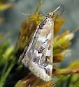 Loxostege lepidalis - Hodges#4995 - photo 2