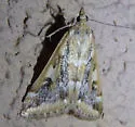 Loxostege lepidalis - Hodges#4995 - photo 3