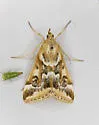 Loxostege lepidalis - Hodges#4995 - photo 4