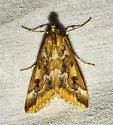 Loxostege lepidalis - Hodges#4995 - photo 5