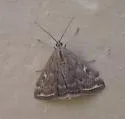 Beet Webworm Moth - Hodges#5004