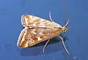Beet Webworm Moth - Hodges#5004 - photo 2