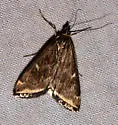 Beet Webworm Moth - Hodges#5004 - photo 3