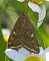 Beet Webworm Moth - Hodges#5004 - photo 4