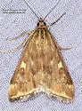 Beet Webworm Moth - Hodges#5004 - photo 5