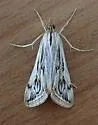 Loxostege oberthuralis - Hodges#5002 - photo 2
