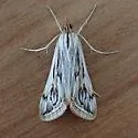 Loxostege oberthuralis - Hodges#5002 - photo 3