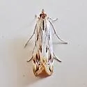 Loxostege oberthuralis - Hodges#5002 - photo 4