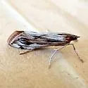 Loxostege oberthuralis - Hodges#5002 - photo 5