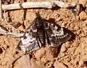 Loxostege quaestoralis - Hodges#5009 - photo 2