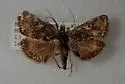 Loxostege sierralis - Hodges#5015