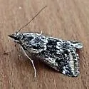 Loxostege terpnalis - Hodges#4998 - photo 2
