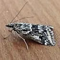 Loxostege terpnalis - Hodges#4998 - photo 3