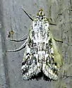 Loxostege terpnalis - Hodges#4998 - photo 4