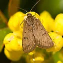 Loxostege thallophilalis - Hodges#5012 - Loxostege thallophilalis