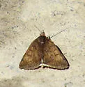Loxostege thallophilalis - Hodges#5012 - photo 2