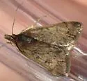 Loxostege thallophilalis - Hodges#5012 - photo 3