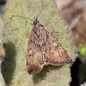 Loxostege thallophilalis - Hodges#5012 - photo 4