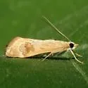 Loxostege typhonalis - Hodges#5001 - photo 2