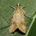 Loxostege typhonalis - Hodges#5001 - photo 3
