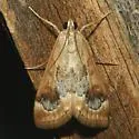Loxostege typhonalis - Hodges#5001 - photo 4