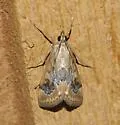 Loxostege typhonalis - Hodges#5001 - photo 5