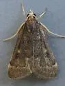 Loxostegopsis curialis - Hodges#5119
