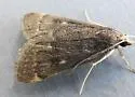 Loxostegopsis curialis - Hodges#5119 - photo 2