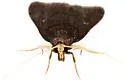 Loxostegopsis curialis - Hodges#5119 - photo 4