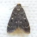 Loxostegopsis emigralis - Hodges#5118