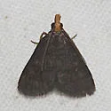 Merrick's Crambid Moth - Hodges#5117