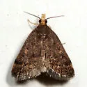 Merrick's Crambid Moth - Hodges#5117 - photo 2