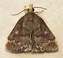 Merrick's Crambid Moth - Hodges#5117 - photo 4