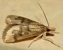 Merrick's Crambid Moth - Hodges#5117 - photo 5