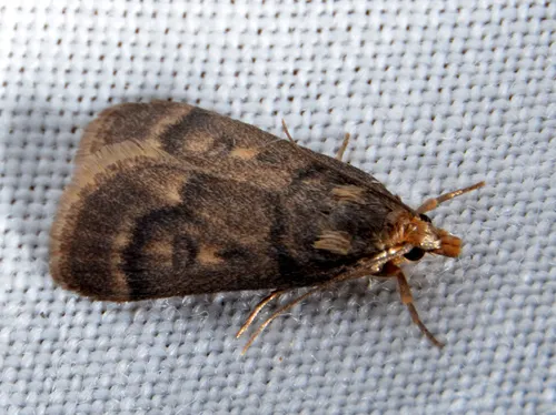 Loxostegopsis polle - Hodges#5115