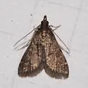 Loxostegopsis xanthocrypta - Hodges#5116 - photo 4