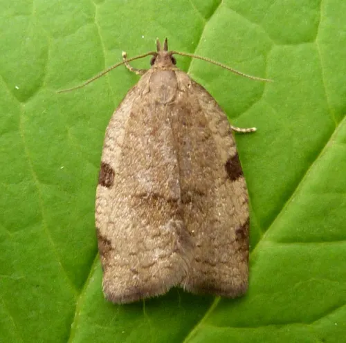 Lozotaenia forsterana - photo 2
